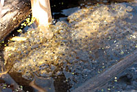 Columbia Spotted Frog eggs