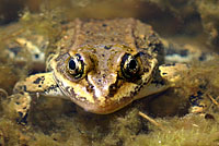 Columbia Spotted Frog