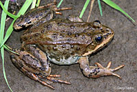 frog picture