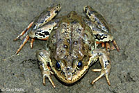 Columbia Spotted Frog