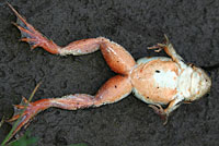 Columbia Spotted Frog