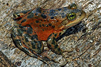 Oregon Spotted Frog