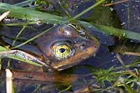 Oregon Spotted Frog