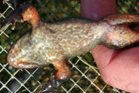 Oregon Spotted Frog