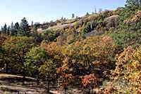 California Mountain Kingsnake habitat