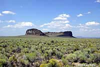 Pygmy Short-horned Lizard habitat