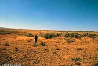 Pygmy Short-horned Lizard habitat