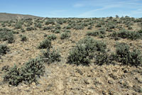 Pygmy Short-horned Lizard habitat