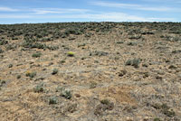 Pygmy Short-horned Lizard habitat