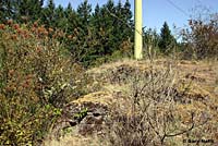 Common Wall Lizard habitat