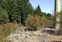 Common Wall Lizard habitat