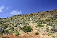 Northern Sagebrush Lizard habitat