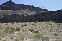 Northern Sagebrush Lizard habitat