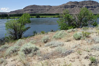 Northern Sagebrush Lizard habitat