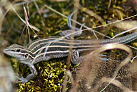 Plateau Striped Whiptail