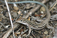 Plateau Striped Whiptail