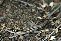 Plateau Striped Whiptail