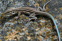 Plateau Striped Whiptail