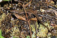 Common Wall Lizard