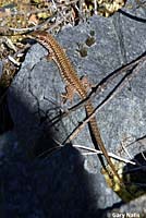 Common Wall Lizard