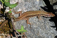 Common Wall Lizard