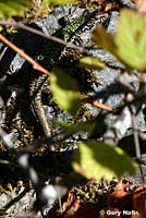 Common Wall Lizard