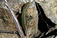 common wall lizard