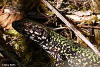 Common Wall Lizard