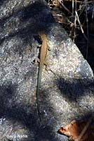 Common Wall Lizard