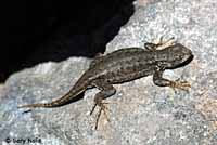Western Sagebrush Lizard
