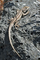 Northern Sagebrush Lizard