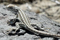 Northern Sagebrush Lizard