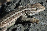 Northern Sagebrush Lizard