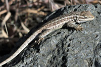 Northern Sagebrush Lizard