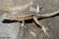 Nevada Side-blotched Lizard