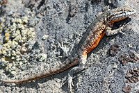 Nevada Side-blotched Lizard