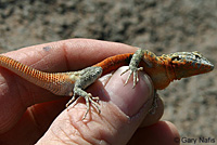 Nevada Side-blotched Lizard