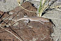 Nevada Side-blotched Lizard