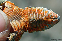 Nevada Side-blotched Lizard