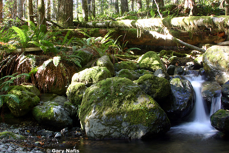 Cope's Giant Salamander habitat