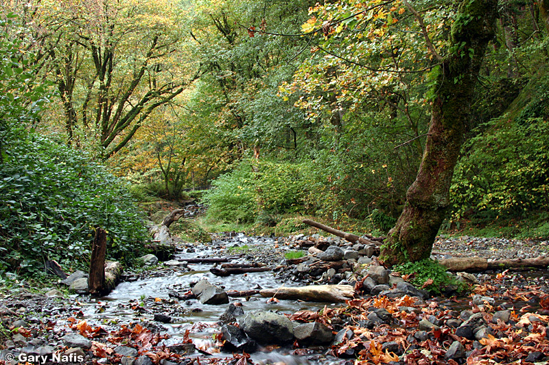 Cope's Giant Salamander habitat