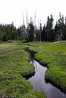 Central Long-toed Salamander Habitat