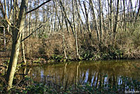 Western Long-toed Salamander Habitat