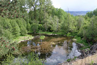 Central Long-toed Salamander Habitat