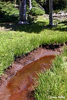 Central Long-toed Salamander Habitat