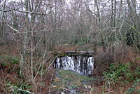 Western Long-toed Salamander Habitat