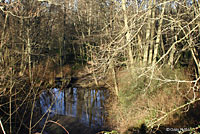 Western Long-toed Salamander Habitat