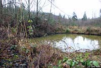 Western Long-toed Salamander Habitat