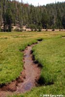 Central Long-toed Salamander Habitat