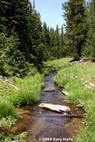 Boreal Toad habitat